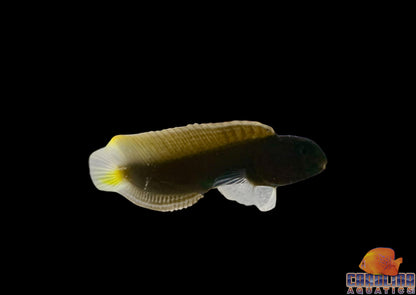 Blenny - Yellow Tail
