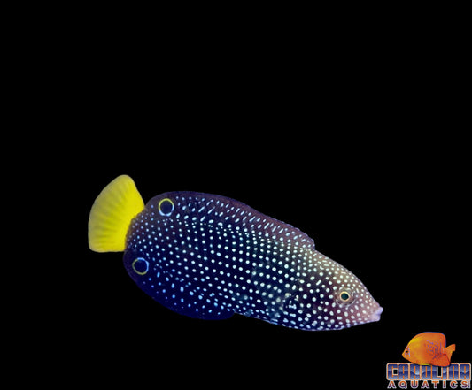 Wrasse - Spotted