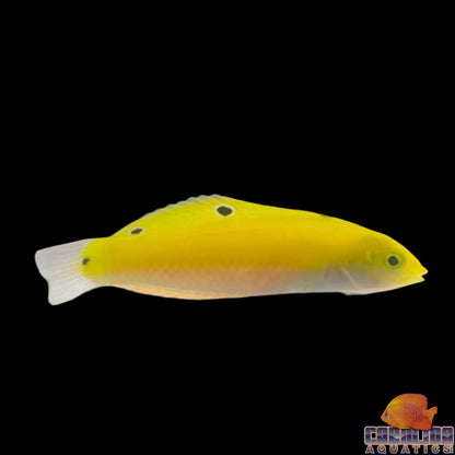 Wrasse - Coris Yellow (Indian)