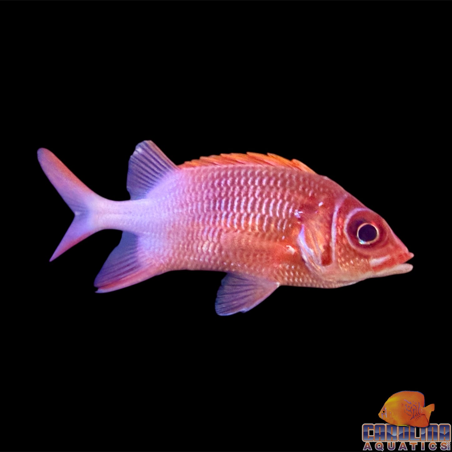 Squirrelfish Silverspot Lg