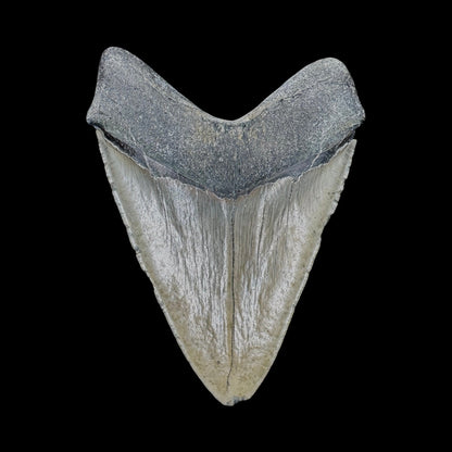 Megalodon Tooth