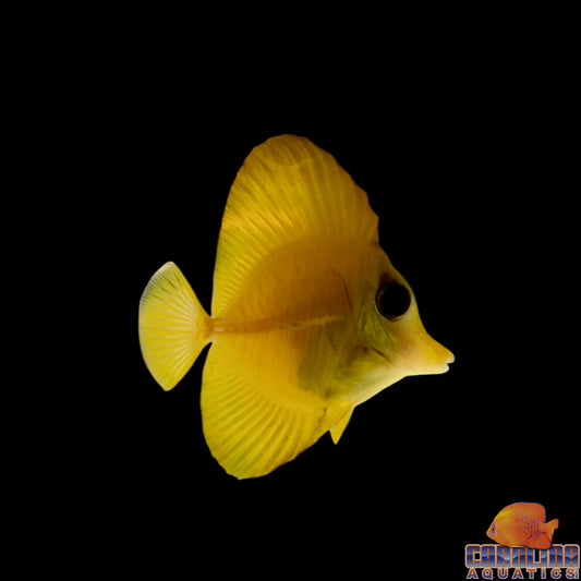 Tang - Scopas Yellow