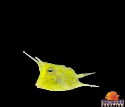 Cowfish - Longhorn Sm/Md