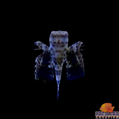 Flying Gurnard Oriental