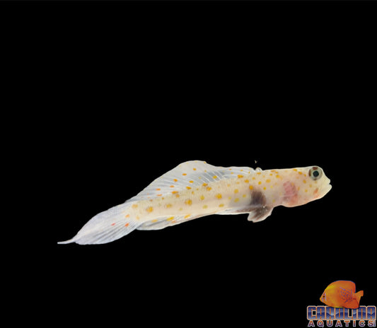 Goby - Watchman Orange Spot