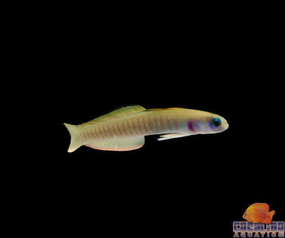 Goby - Barred Zebra