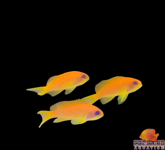 Anthias - Squamipinnis Female Sm