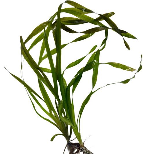 Jungle Val