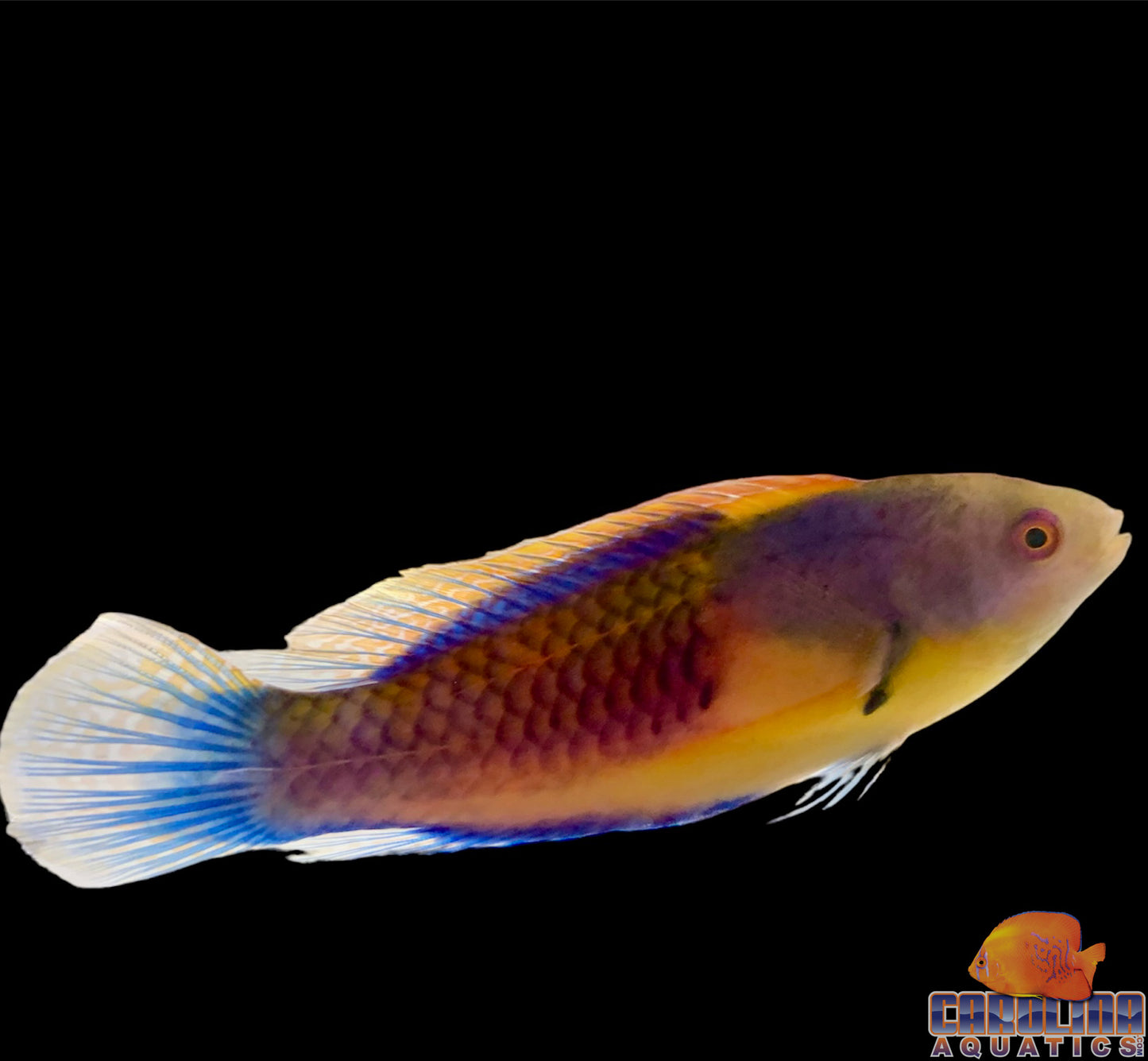 Wrasse - Fairy Blue Side Special