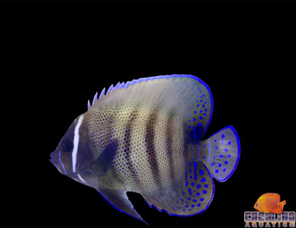 Angel - Six Bar Adult Md/Lg