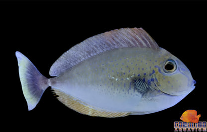 Tang - Vlamingii Lg