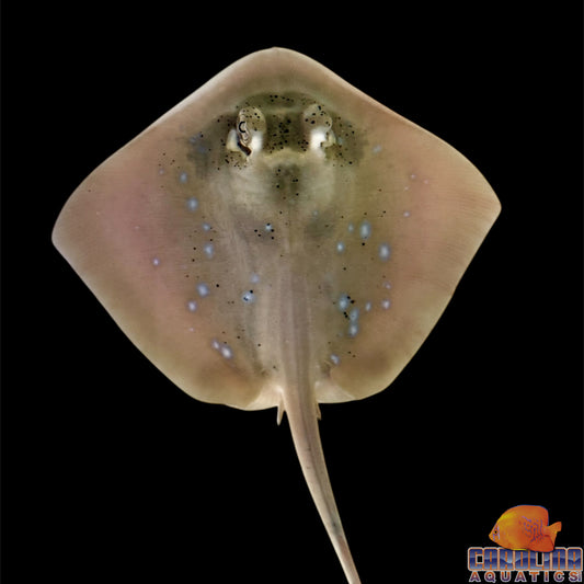 Stingray - Blue Spotted Maskray