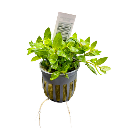 Staurogyne Potted