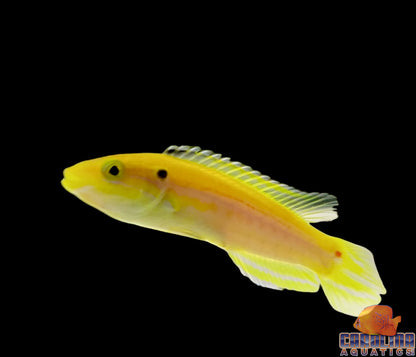 Hogfish - Twinspot Sm