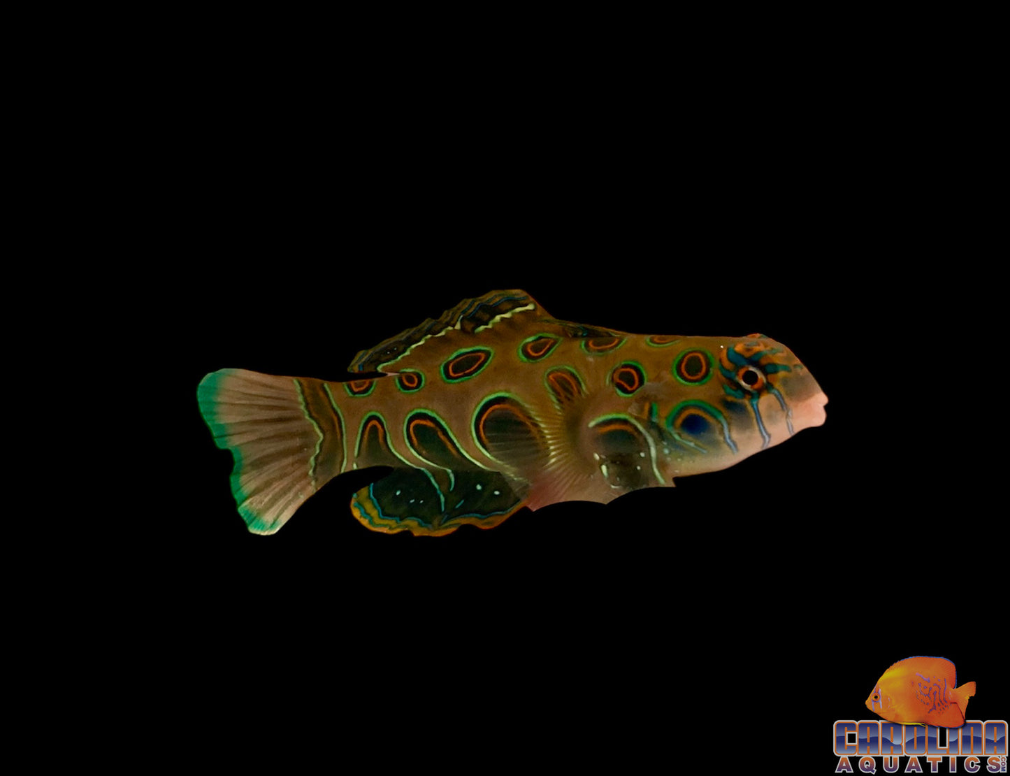 Goby - Mandarin Spotted