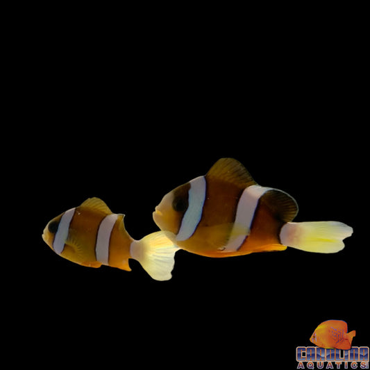 Clown - Clarkii Wild
