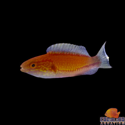 Wrasse - Fairy Crescent Tail
