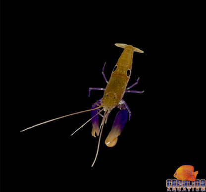 Shrimp - Pistol Purple Claw