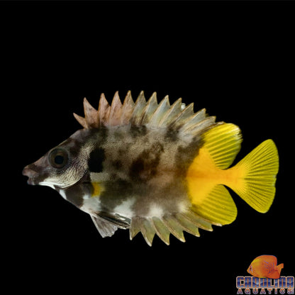 Foxface - Fiji Md