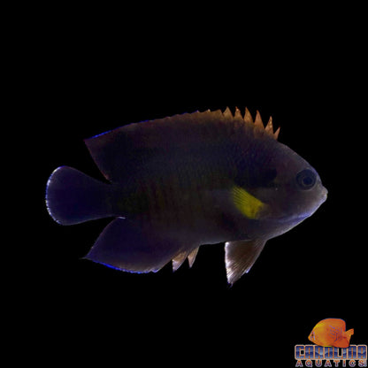 Angel - Yellowfin Sm/Md