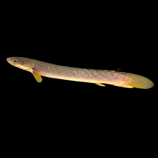 Misc - Bichir Gold Dust Lg 8-12in