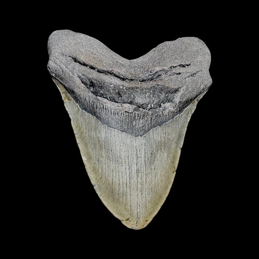 Megalodon Tooth