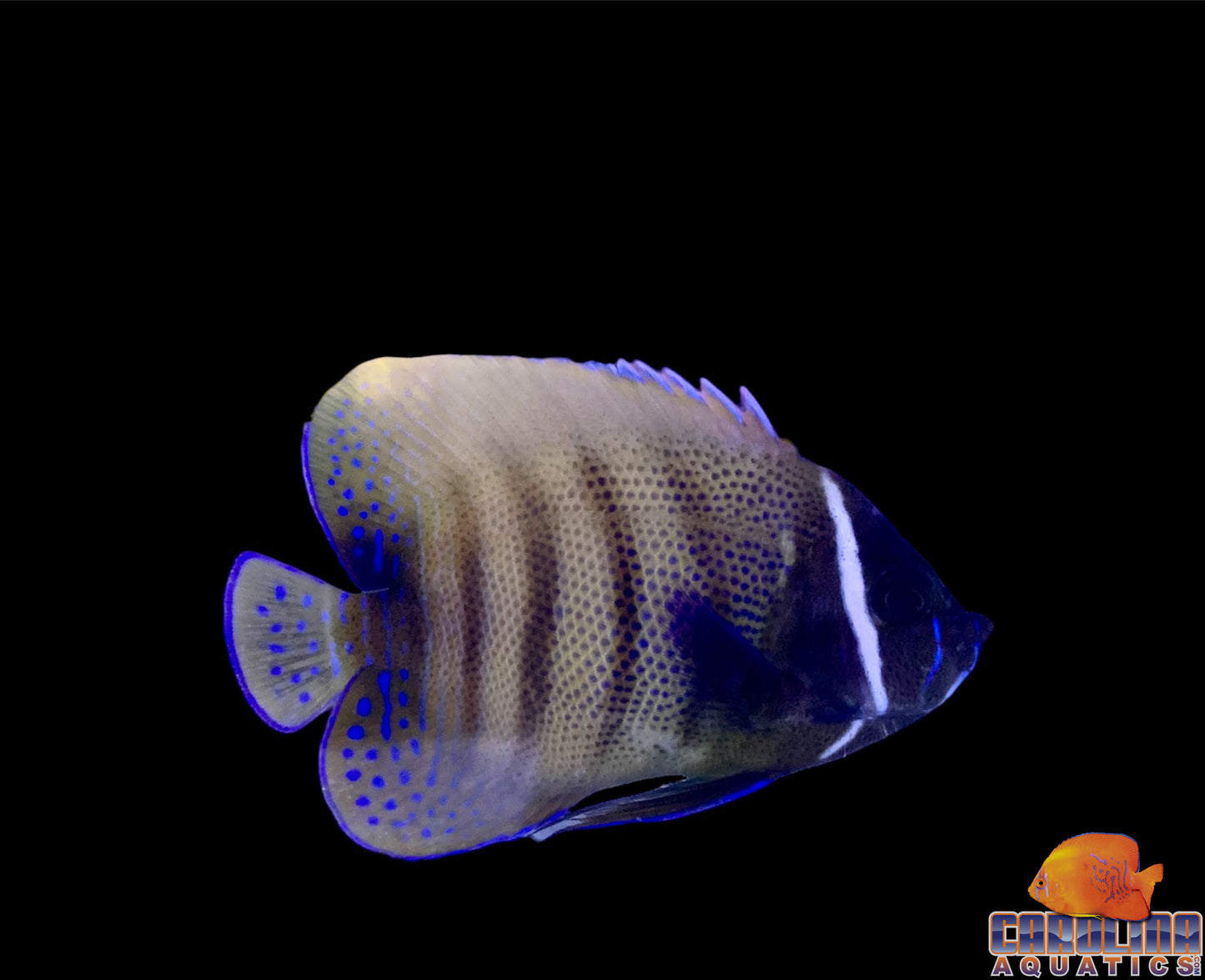 Angel - Six Bar Adult Md/Lg