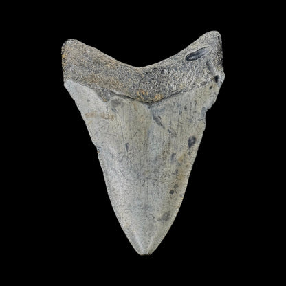 Megalodon Tooth