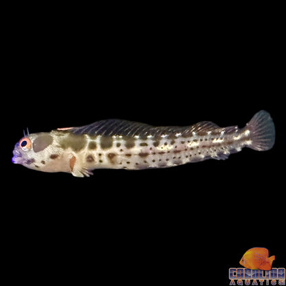 Blenny - Barnacle