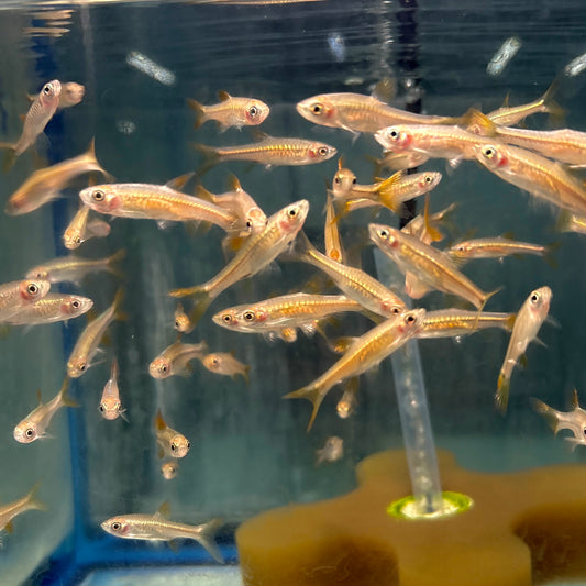 Rasbora - Volcano Lg