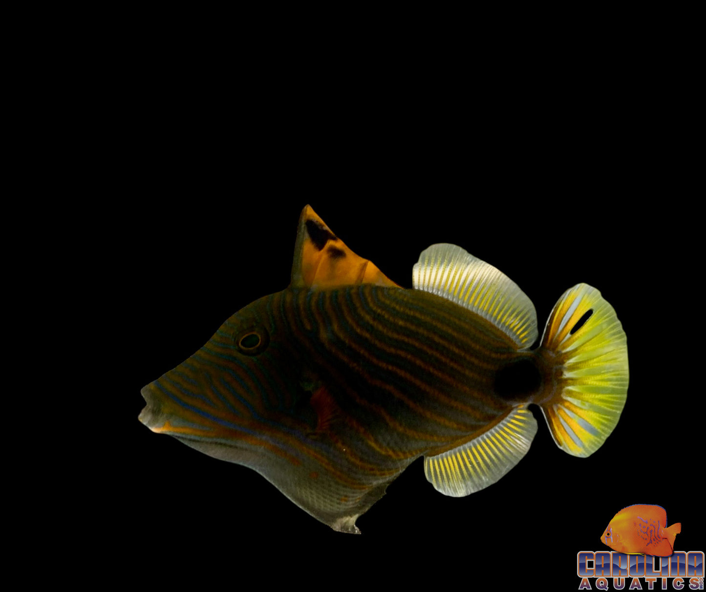 Trigger - Undulatus Sm/Md