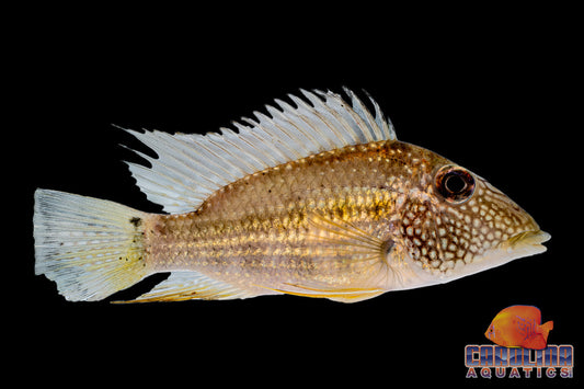 Cichlid - Eartheater Guyana Jewel Spot Med