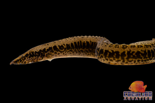 Misc - Eel African Starry Med