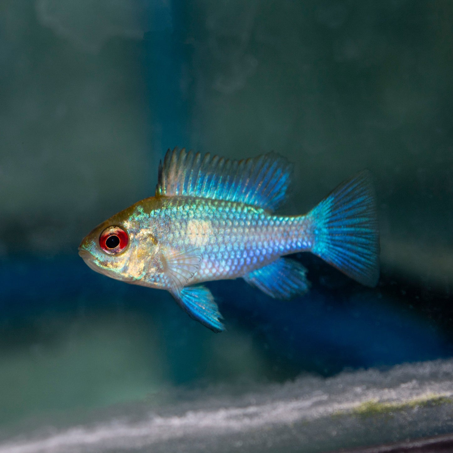 Cichlid - Ram Electric Blue JBO