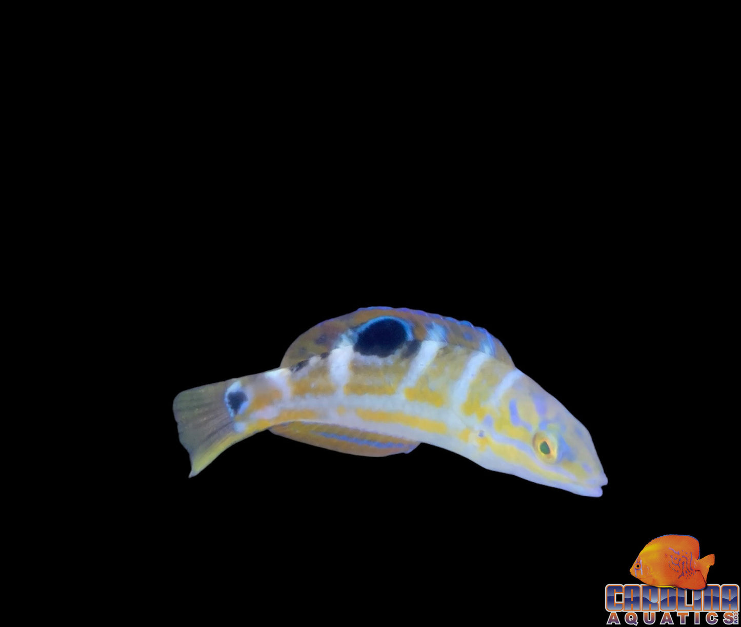 Wrasse - Puddingwife