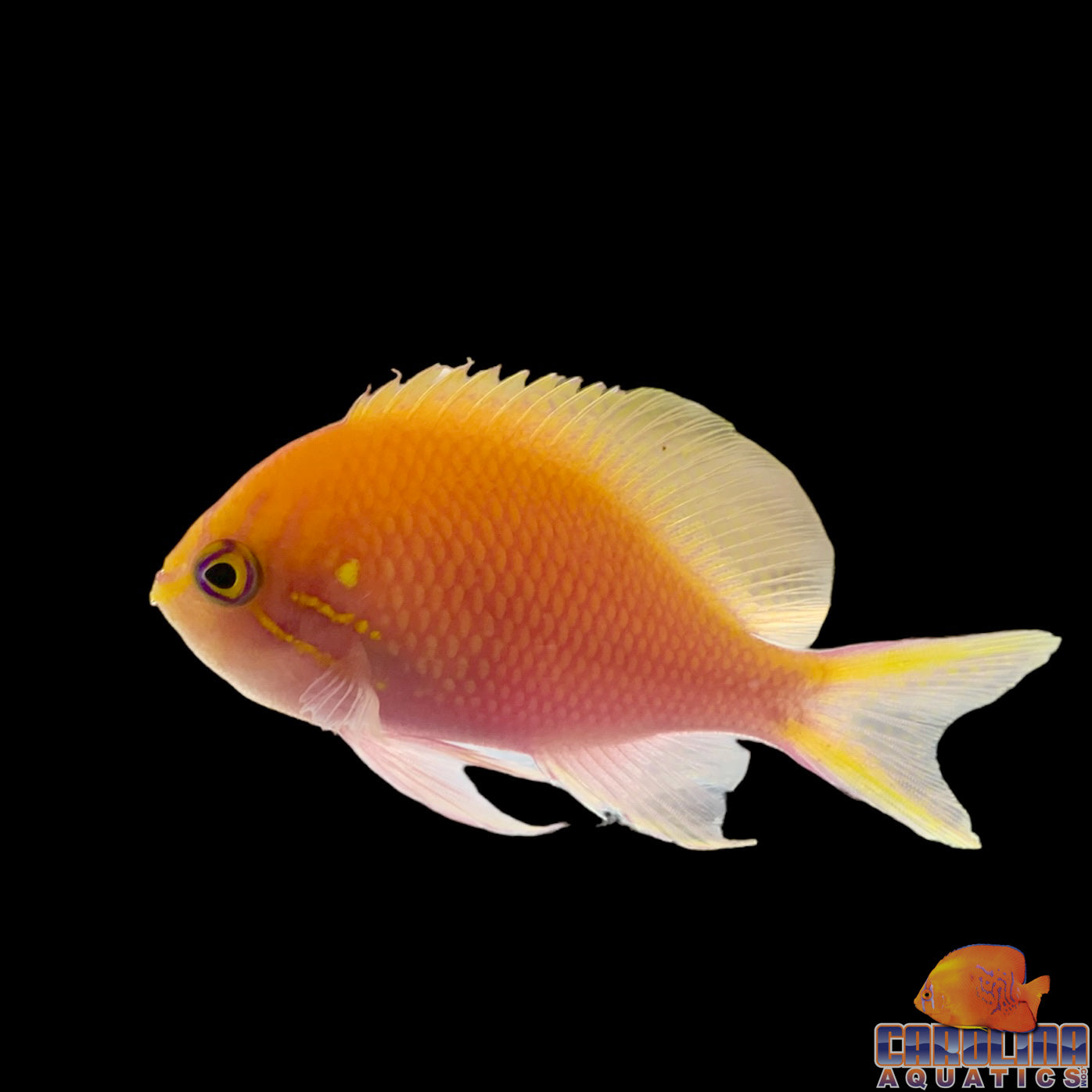 Anthias - Sunburst