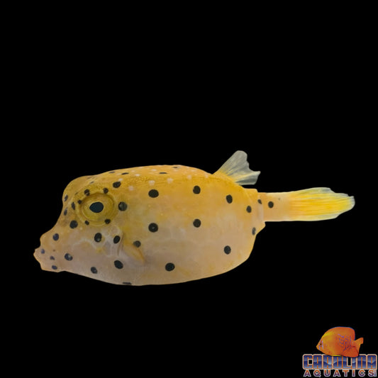 Boxfish - Yellow Lg