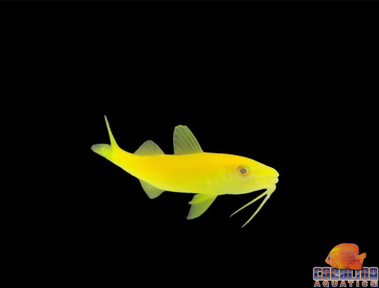 Goatfish - Yellow