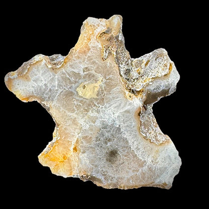 Petrified Coral