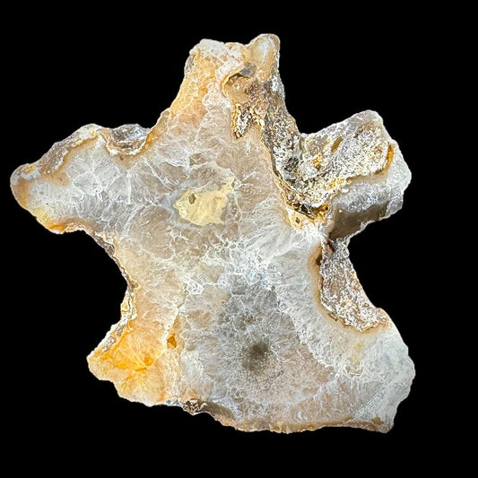 Petrified Coral