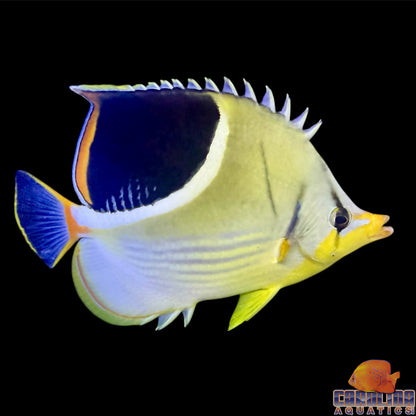 Butterfly - Saddleback XL