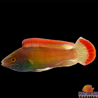 Wrasse - Fairy Rubrimarginatus Fiji