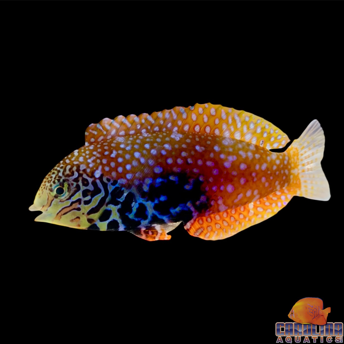 Wrasse - Leopard Divided