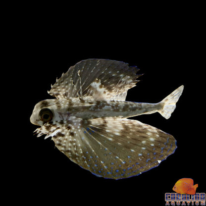 Flying Gurnard
