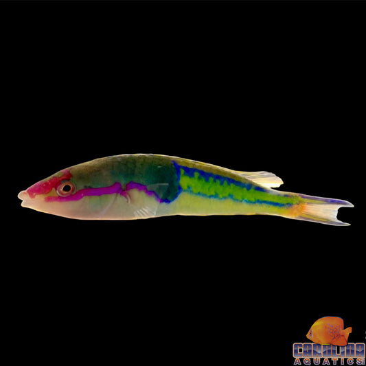 Wrasse - Pencil Royal