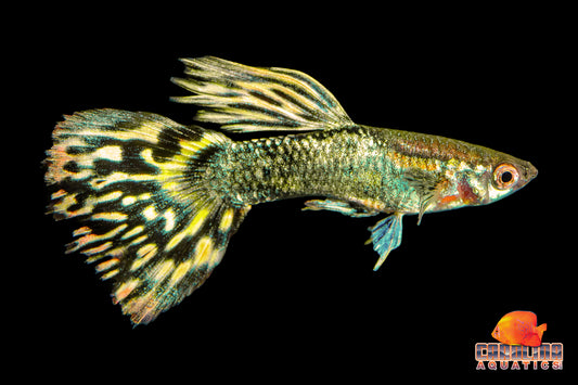 Guppy - Dragon Yellow