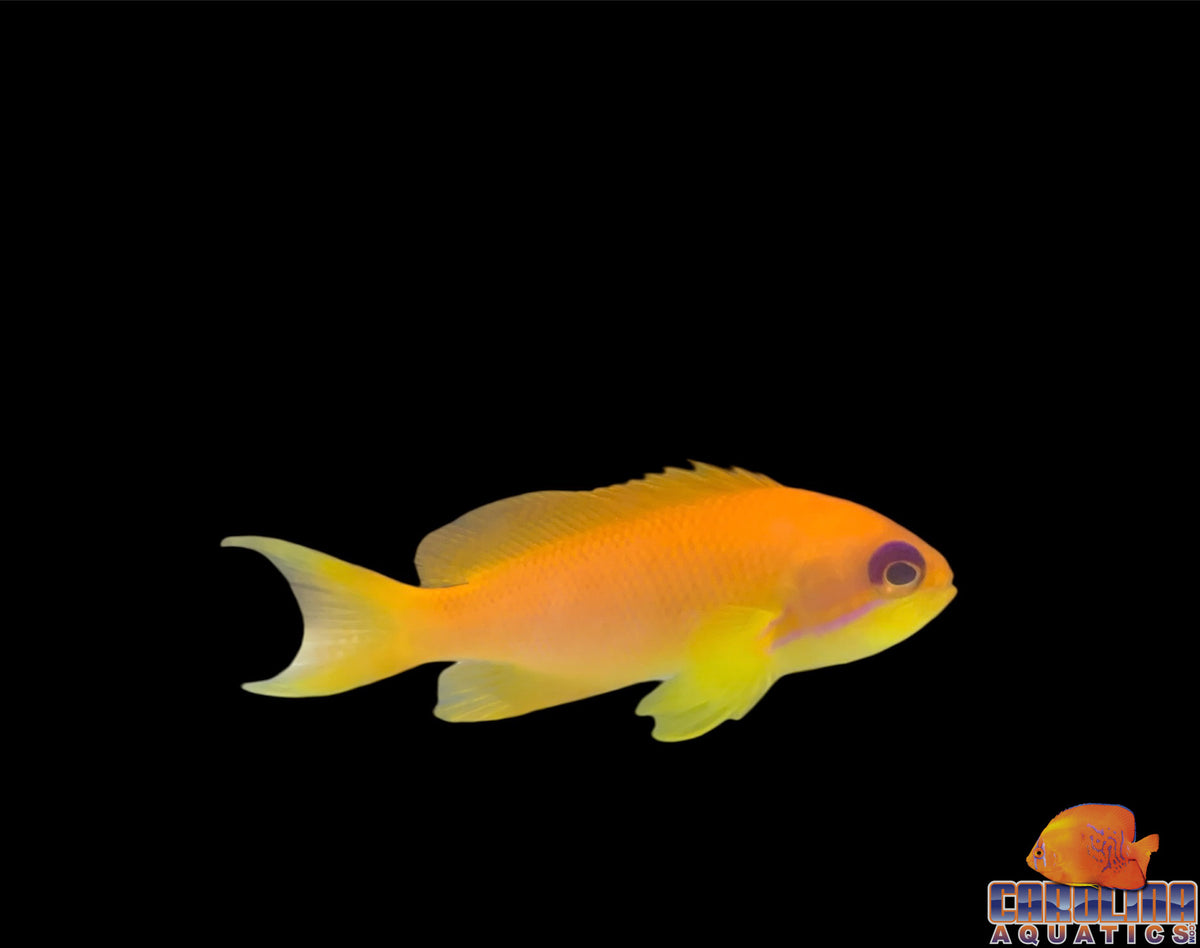 Anthias - Squamipinnis Female Sm
