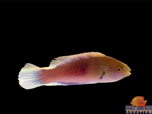 Wrasse - Fairy Blue Side