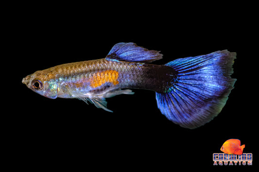 Guppy - Purple Queen