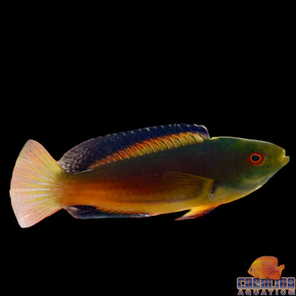 Wrasse - Scott’s Fairy